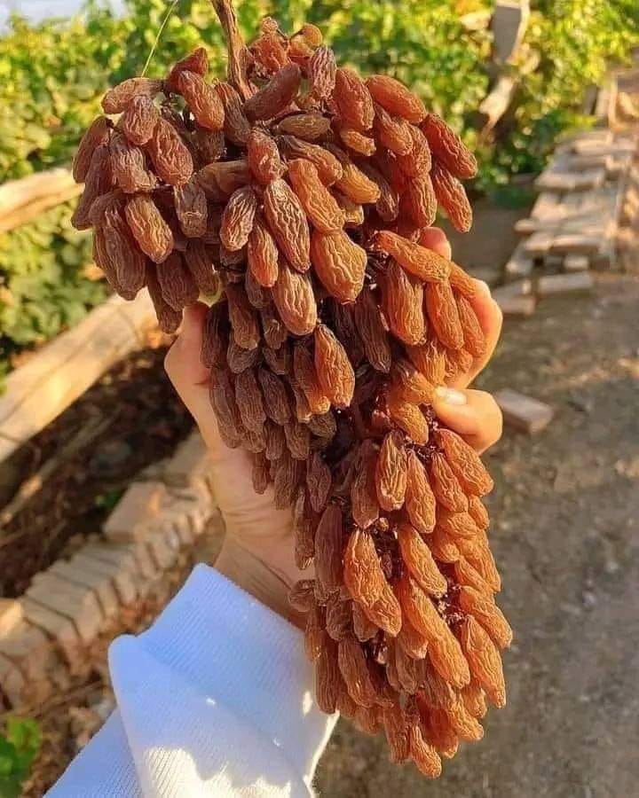 Afghan Red Raisin