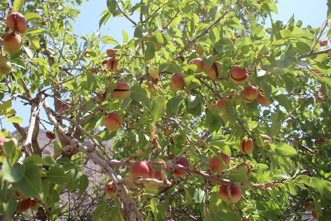 Mountain almonds of Afghanistan